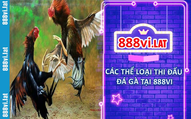 Các thể loại thi đấu đá gà tại 888VI