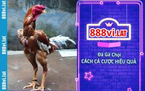 Đá Gà Chọi