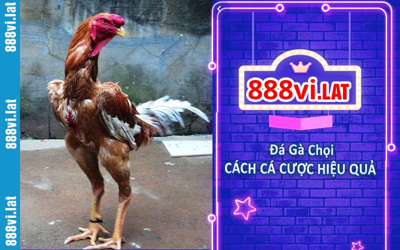 Đá Gà Chọi