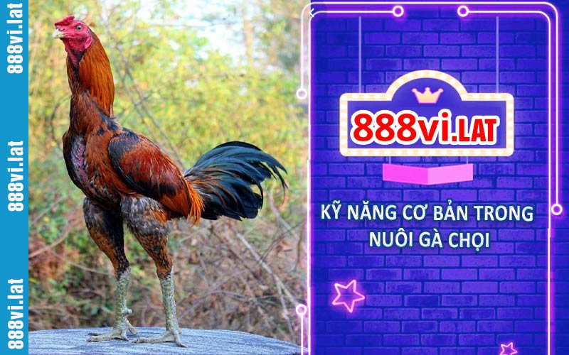 Kỹ năng cơ bản trong nuôi gà chọi tại 888VI
