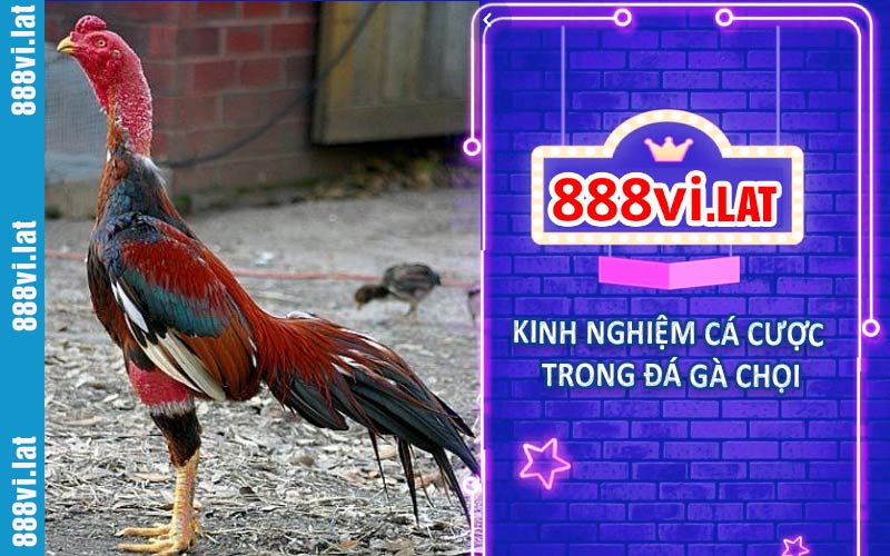 Một số kinh nghiệm cá cược trong đá gà chọi