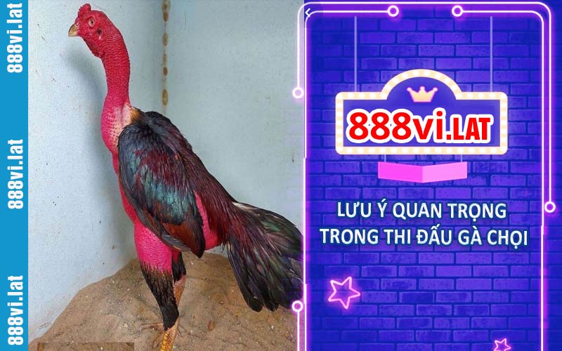 Một số lưu ý quan trọng trong thi đấu gà chọi
