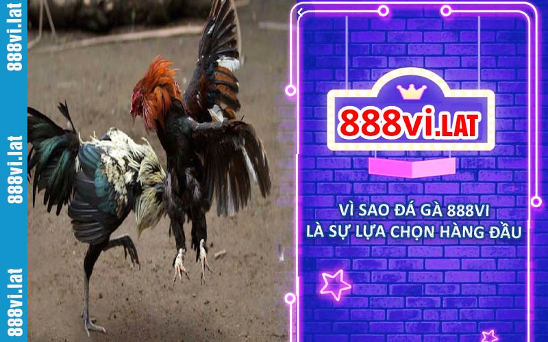 Một vài lý do khiến đá gà 888VI là sự lựa chọn hàng đầu