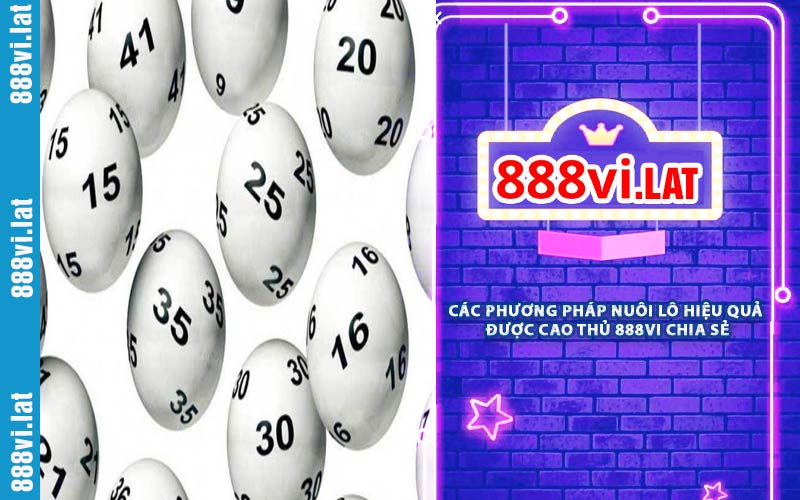 Các Phương Pháp Nuôi Lô Hiệu Quả Được Cao Thủ 888VI Chia Sẻ