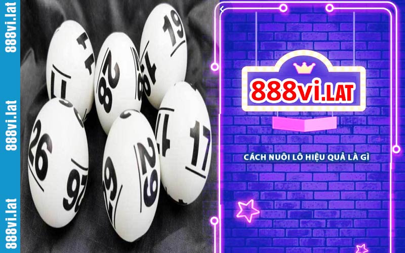 Cách Nuôi Lô Hiệu Quả Là Gì