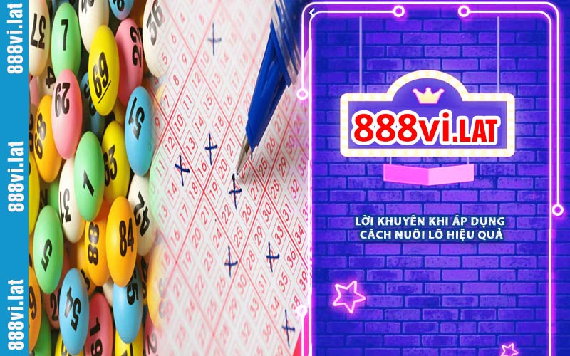Lời Khuyên Khi Áp Dụng Cách Nuôi Lô Hiệu Quả